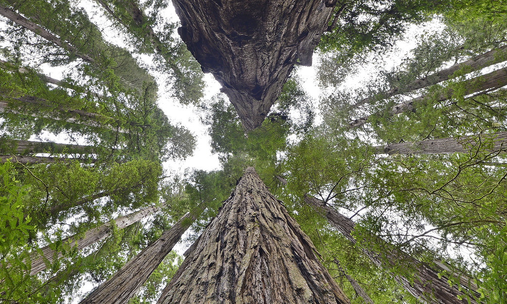 Sequoia or Redwood Forests in the World
