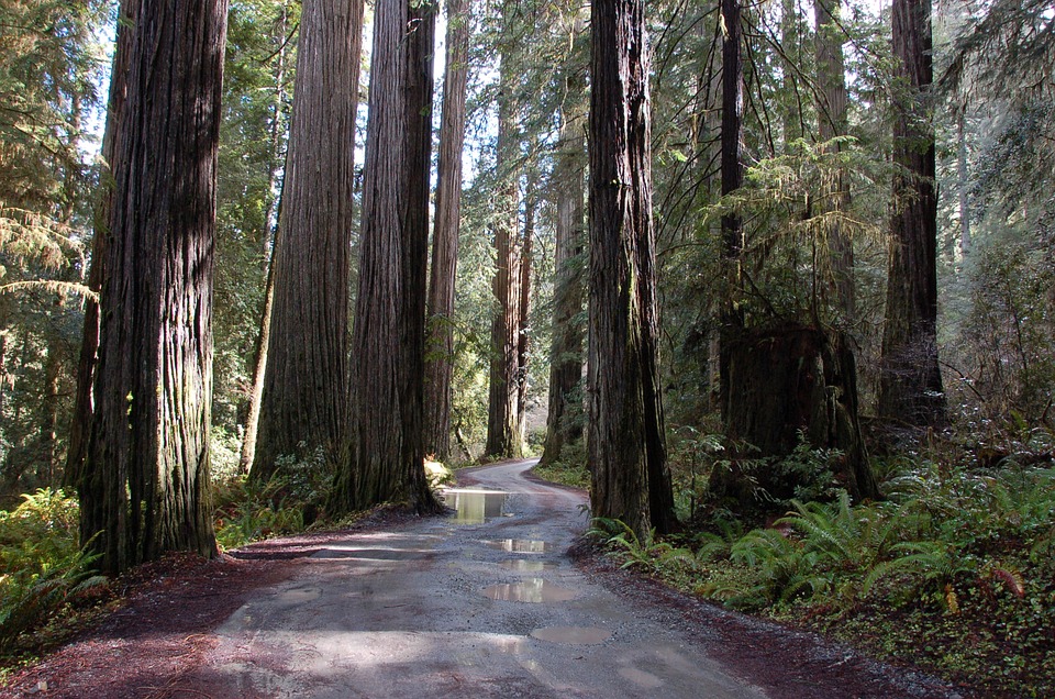 Looking for calm? Maybe you have to look for it on California´s Redwood