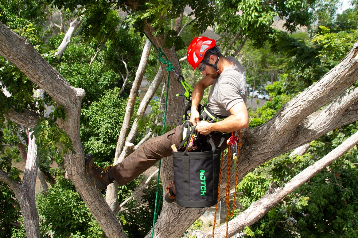 How Arboriculture can Help us to Save Local Trees